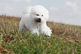 BICHON FRISE 143